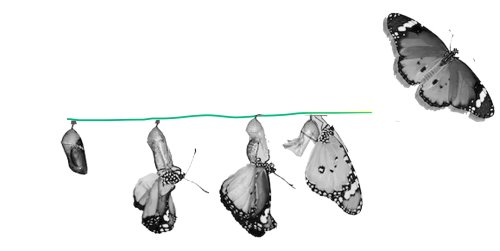 INFO header image of butterflies